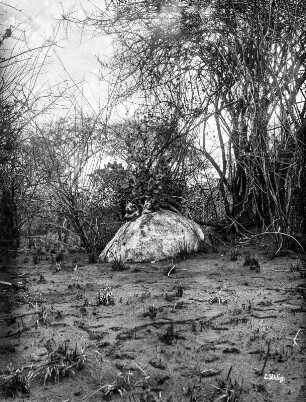 Steppenvegetation bei Kihurio : Steppenvegetation mit einem Fels bei Kihurio