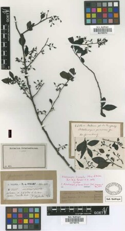 Achatocarpus bicornutus Schinz & Autran [syntype]