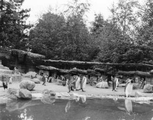 Pinguin Gehege : Tierpark Hagenbeck