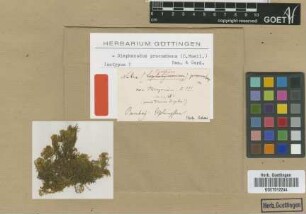 Neckera procumbens Müll.Hal. [isotype]
