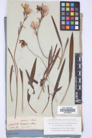 Gladiolus mollis Vahl