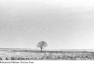 Landschaft mit einem einzelnen Baum