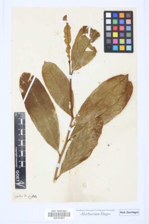 Cedro