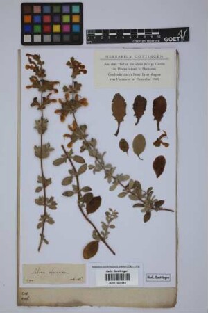 Salvia africana
