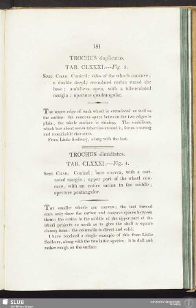 Trochus dimidiatus. Tab. CLXXXI. — Fig. 4