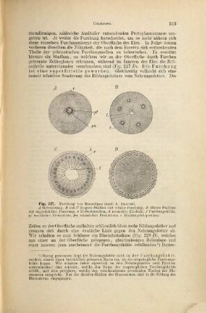 Lehrbuch der vergleichenden Entwicklungsgeschichte der wirbellosen Thiere, 2