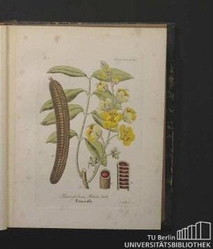 Leguminosae. Bactrylobium Fistula Willd. Rohrcassie.