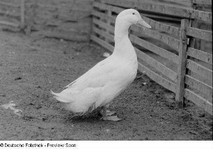 Ente in einem Gehege