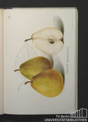 9. Gellerts Butterbirne.
