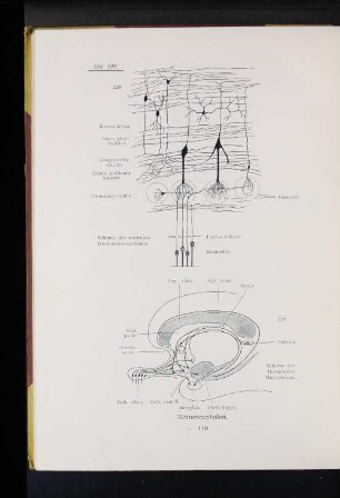 229 Schema der Bahnen des Riechnerven.