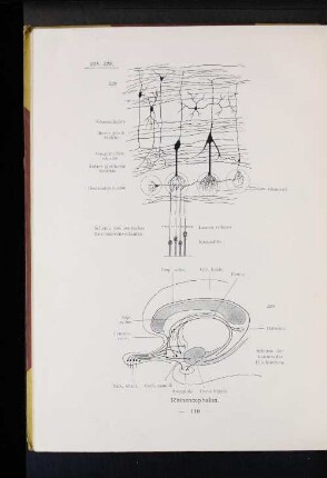 229 Schema der Bahnen des Riechnerven.