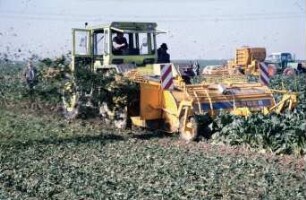 Fotografie: Ernteverfahren, Zuckerrübe, Zweiphasiges Ernteverfahren