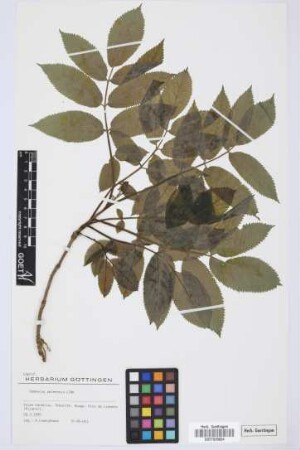Sambucus palmensis Link