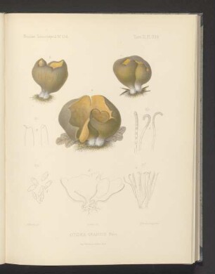 Otidea Grandis