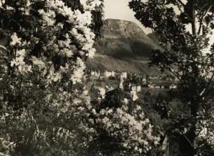 Italien. Südtirol. Frühling. Blick auf Meran durch blühende Sträucher
