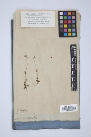 Myosotis versicolor Ehrh.