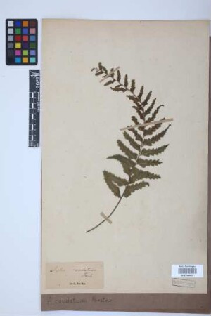 Asplenium caudatum G.Forst.