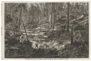 Windbruch im Tharandter Wald nach einem Orkan am 7. Dezember 1868, aus der Illustrierten Zeitung vom 9. Januar 1869