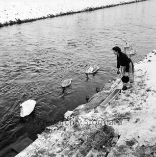 Trave: Fütterung von Vögeln im Winter: Futterplatz am Ufer westlich des Zusammenfluss mit dem Stadtarm