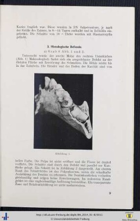 3. Histologische Befunde.