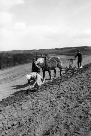 Kartoffelanbau mit dem Hunspflug