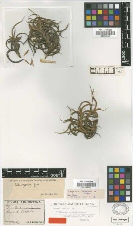 Tillandsia myosura Griseb. [syntype]