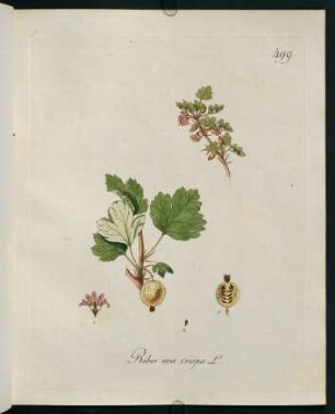 Ribes uva crispa L.