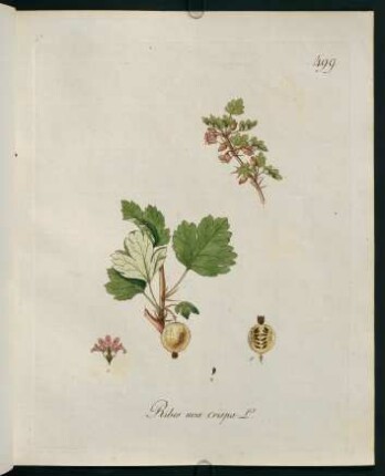 Ribes uva crispa L.