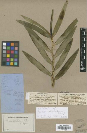 Ponera adendrobium Rchb.f.