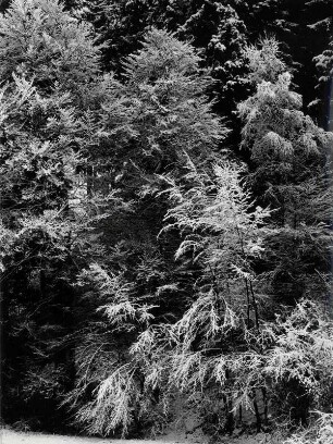 Winterwald