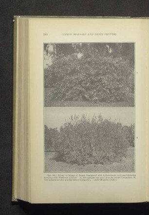 Fig. 86. A-B