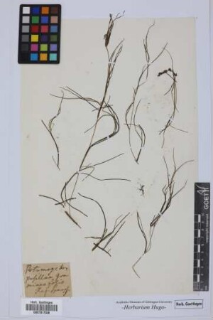 Potamogeton