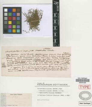 Amphiolanthus bryoides Griseb.[holotype]