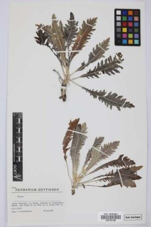 Tolpis spec.
