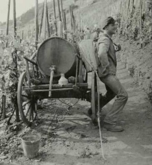 Mosel, Winzer mit Spritzgerät auf dem Rücken