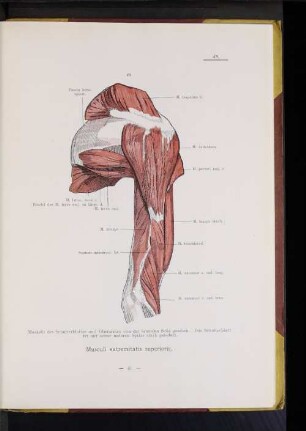 Musculi extremitatis superioris.