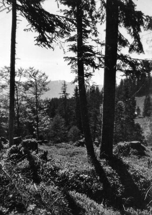 Waldstück, wahrscheinlich im Allgäu
