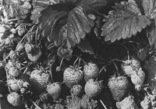 Erdbeeren in Vierlande: Das wird bestimmt eine gute Ernte. Aufgenommen 1936