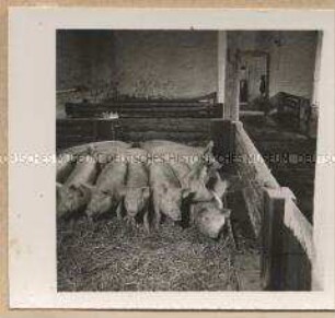 Peseckendorf, Rittergut Schaeper