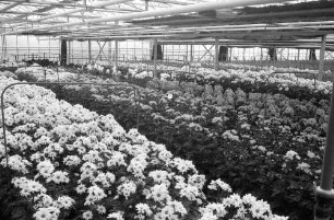 Holzhausen: Chrysanthenen Gewächshaus, mit Heiz und Verdunklungsanlagen