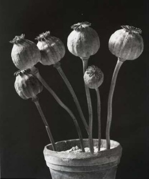 Mohnkapseln - Poppy capsules : Mohnkapseln