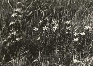 Deutscher Fransenenzian (Gentianella germanica) ist eine Pflanzenart aus der Gattung der Kranzenziane (Gentianella), Familie der Enziangewächse (Enziangewächse)