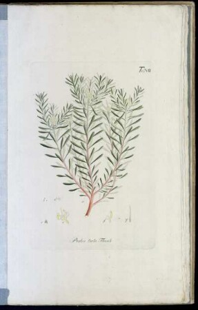 Tab. VII Protea torta. Thunb