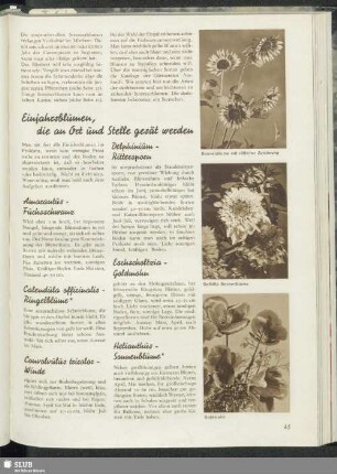 Einjahrsblumen, die an Ort und Stelle gesät werden