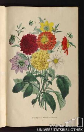 [Tab.] 1. Georgina variabilis Wild.