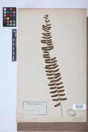 Asplenium tenerum G.Forst.