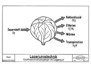 Lagerungstechnik Stoffwechselvorgänge im Lagergut