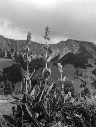 Allgäu. Blühender Enzian bei Hinderlang-Oberjoch