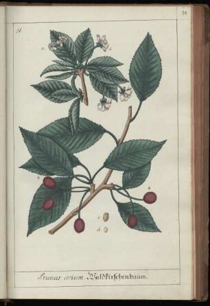 14. Prunus avium. Waldkirschenbaum