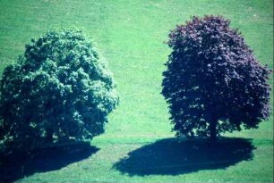 zwei Laubbäume in der Landschaft